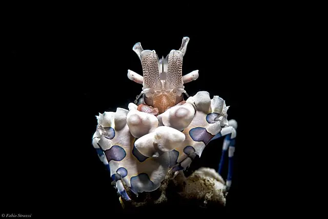 Chicken Wingg - Corals Coral Live