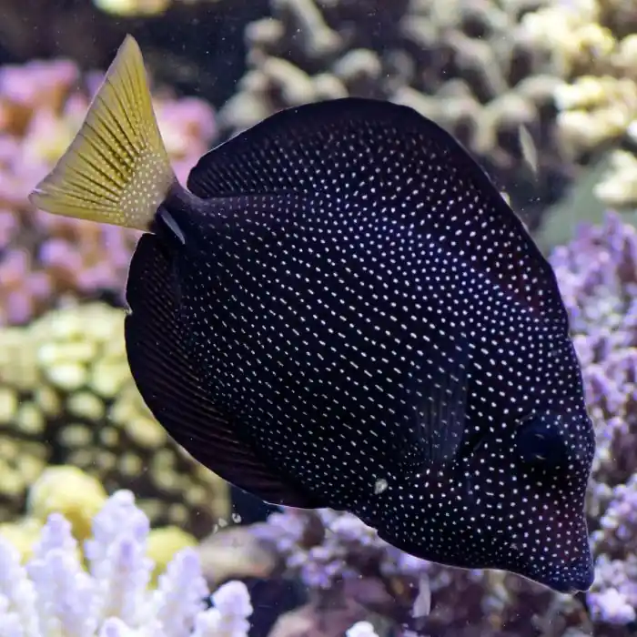 Hot Dog - Corals Coral Live