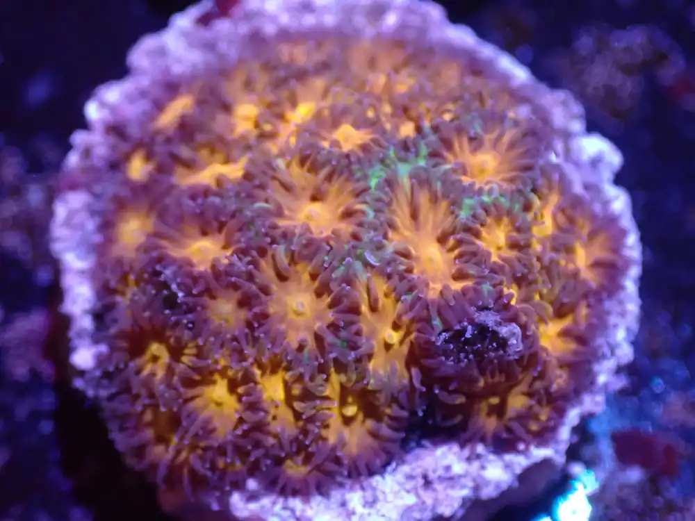 C4 5/13 John Deere Leptastrea. - Coral's Coral Live