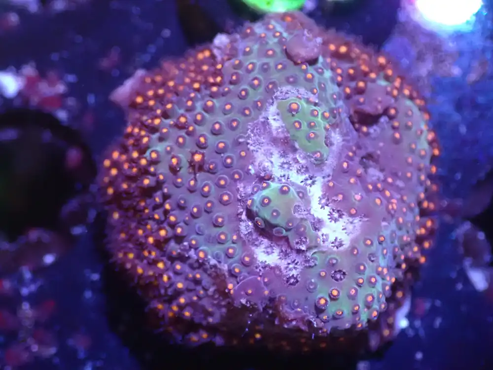 C6 5/13 Sunset Stylo - Coral's Coral Live
