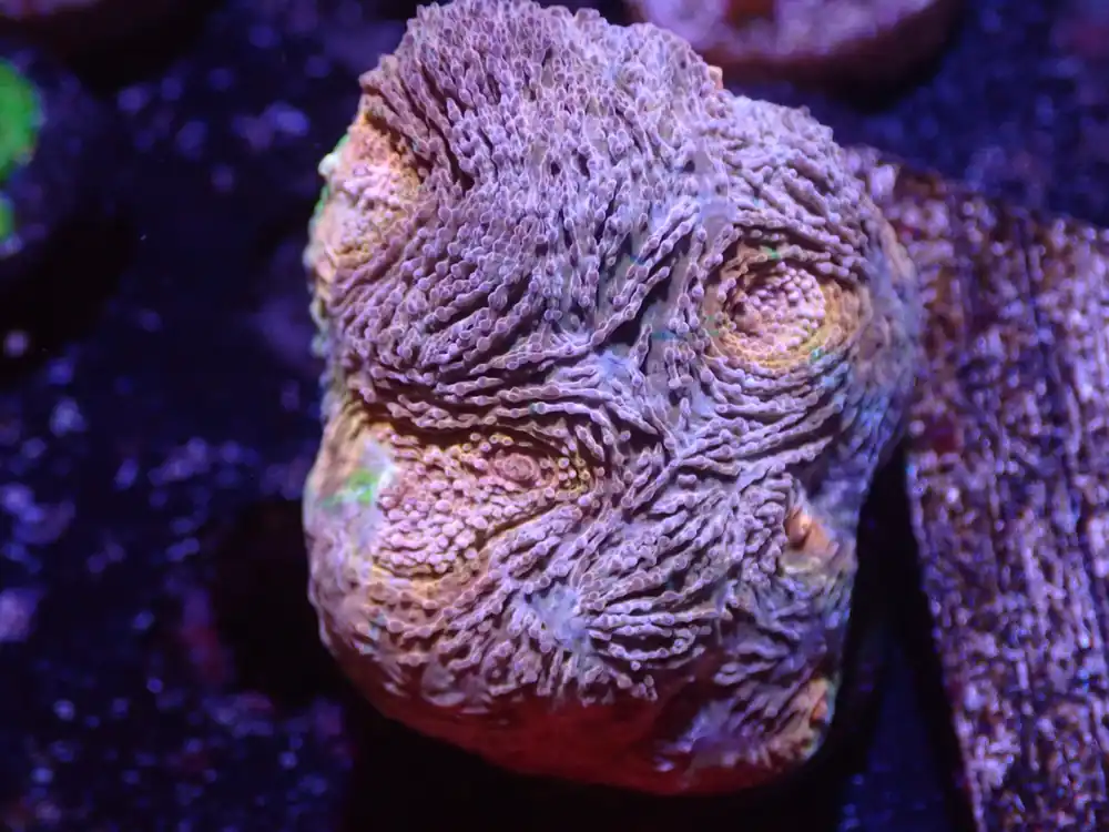 D3 5/13 Midnight Madness Echinata - Coral's Coral Live