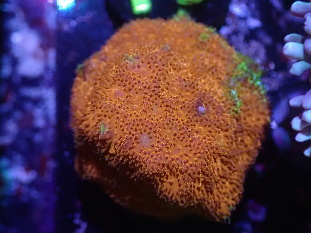 F6 5/13 Chicken Nugget Dreamland Pavona - Coral's Coral Live