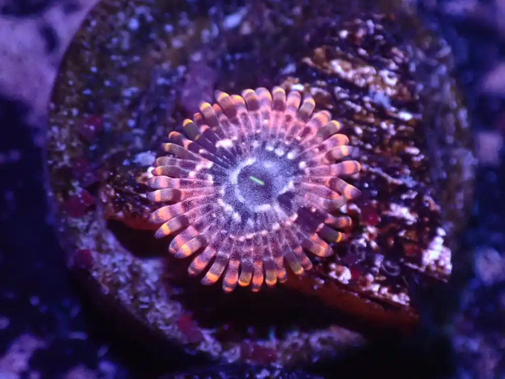 H2 5/13 Utter Chaos - Coral's Coral Live