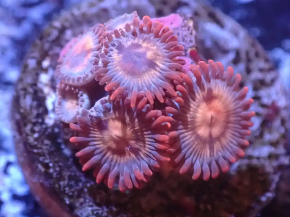 I4 5/13 Assassination Zoas - Coral's Coral Live