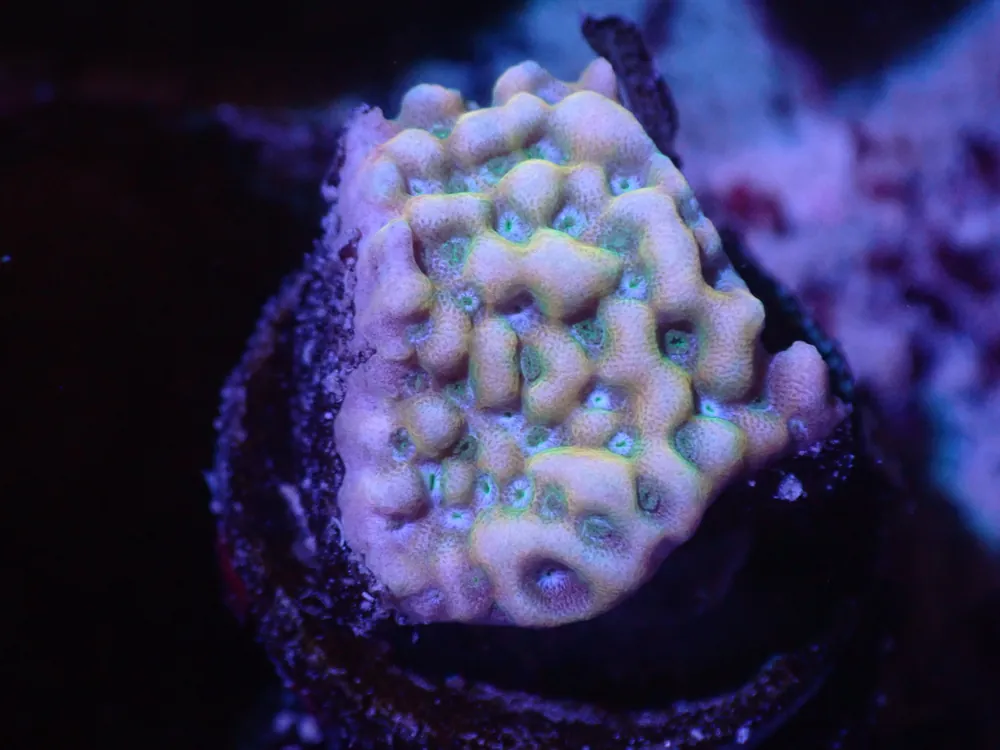 J1 5/13 Yellow Phoenix Monti - Coral's Coral Live