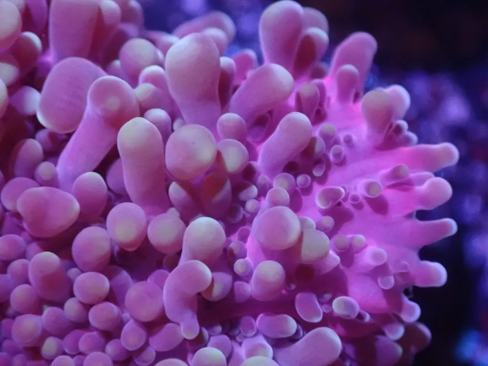 J6 5/13 Unique Pink/ Purple Yuma - Coral's Coral Live