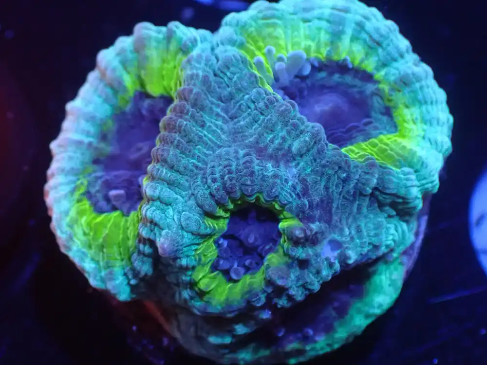 S3 5/13 STICKS PPE Favia. - Sticks Coral