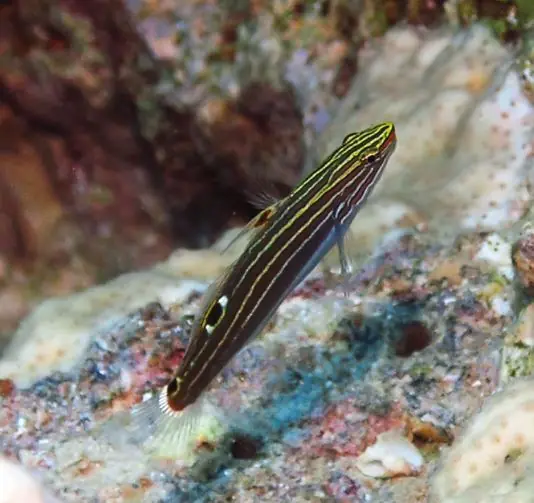 Hector's Goby - Coral's Coral