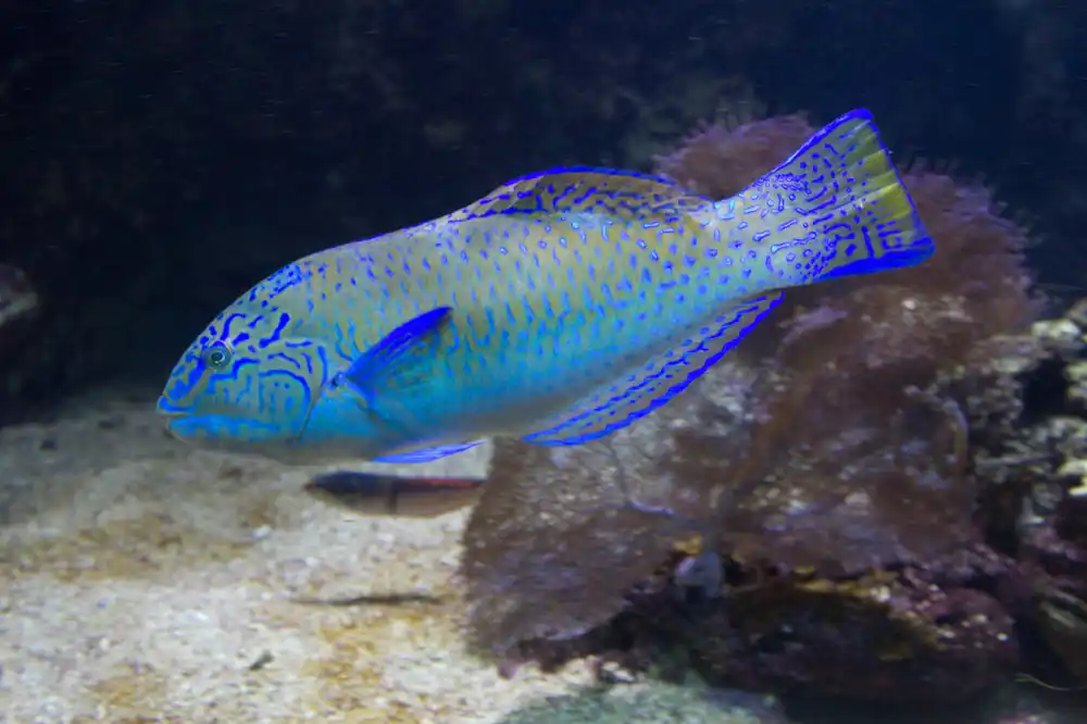 Puddingwife Wrasse - qm