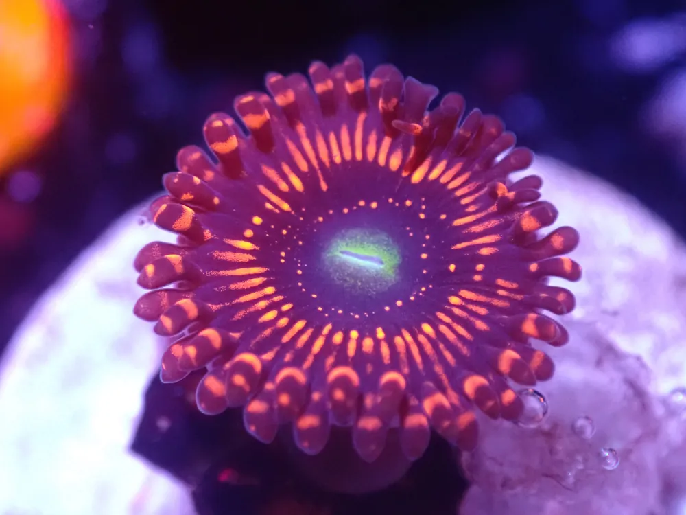 A5 5/20 Illuminati Zoa - Coral's Coral Live