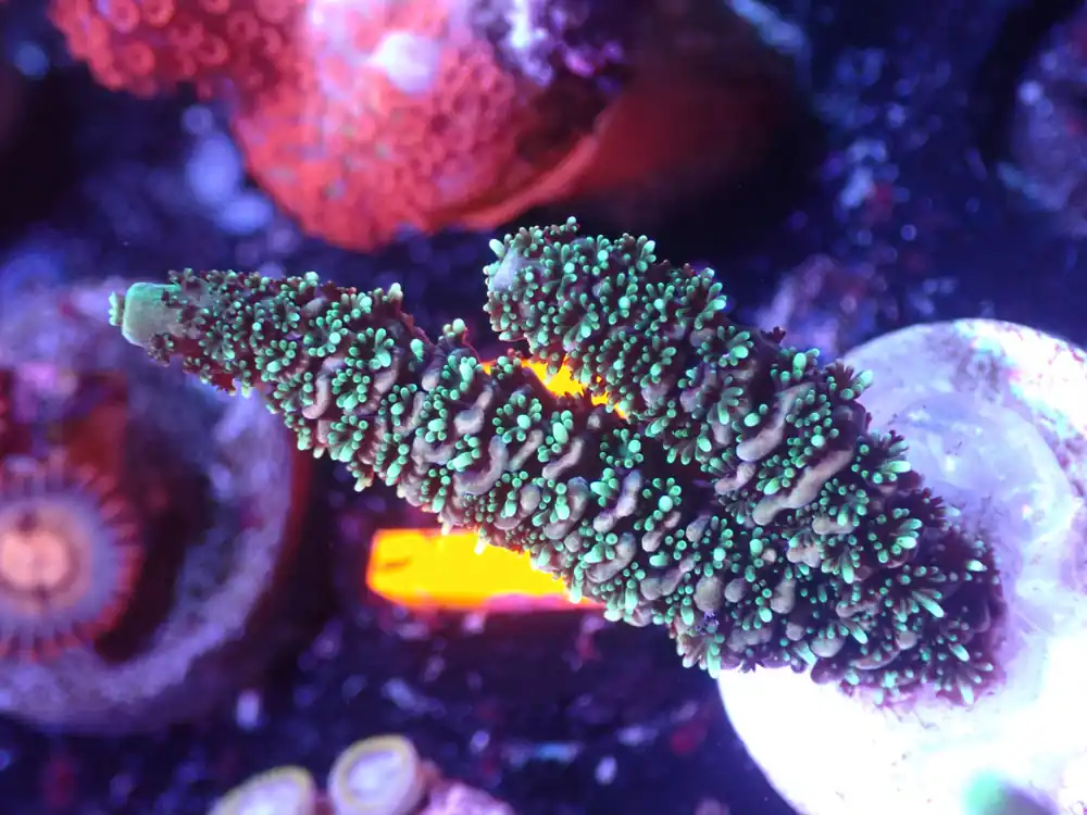 B3 5/20 Rainbow Milli - Coral's Coral Live