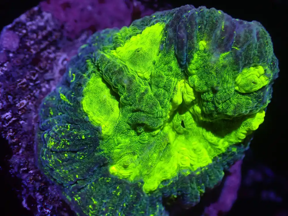 C1 5/20 Black Lighting Gonastrea - Coral's Coral Live