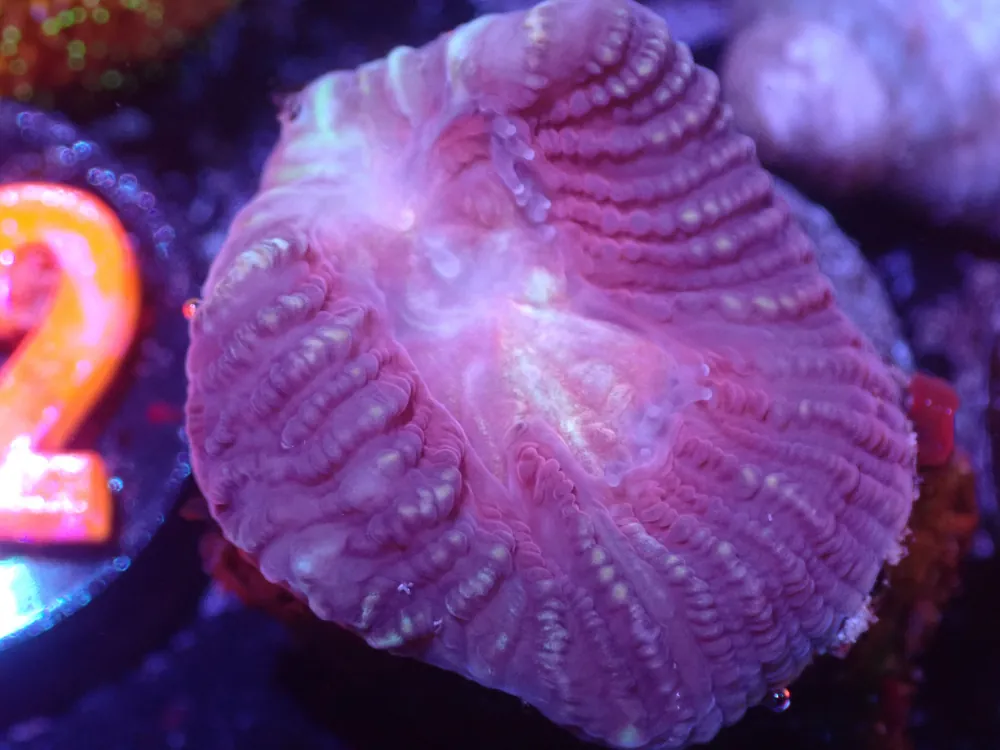 C3 5/20 Cupid Favia - Coral's Coral Live