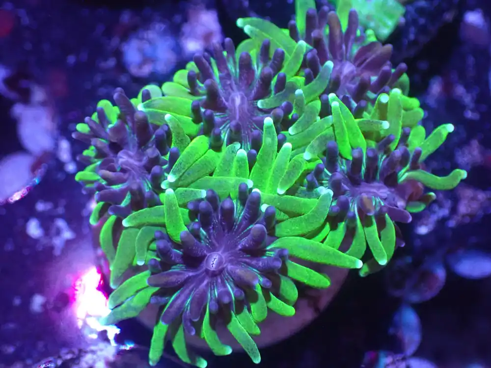 C4 5/20 Sonic The Hedgehog Galaxia. - Coral's Coral Live