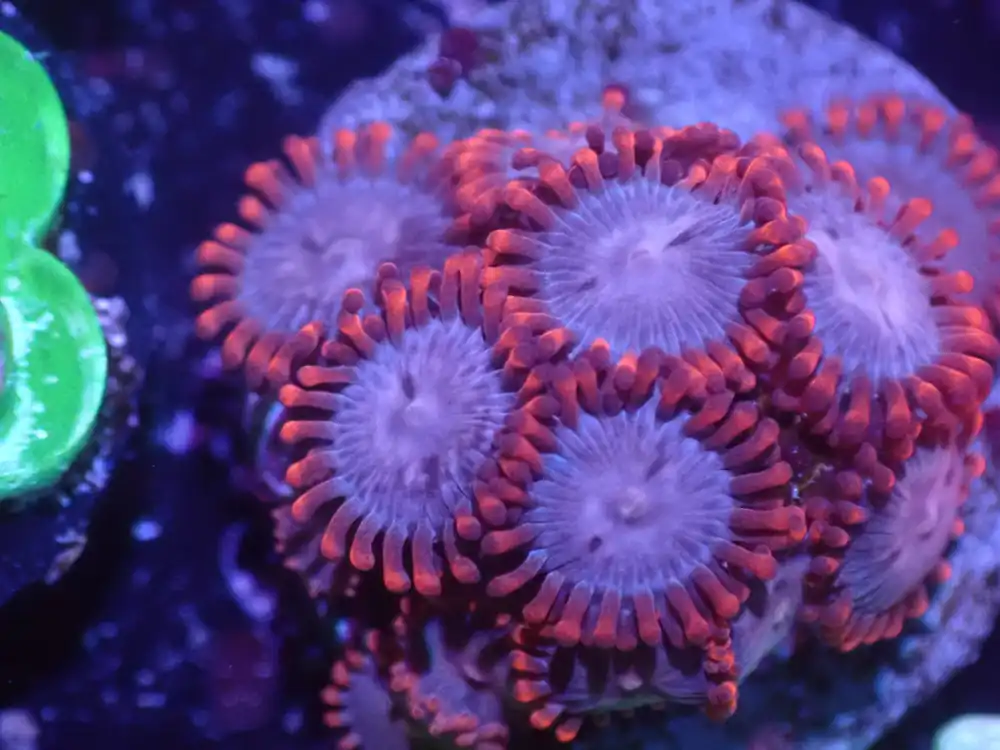 C5 5/20 Lilo And Stitch Zoas - Coral's Coral Live
