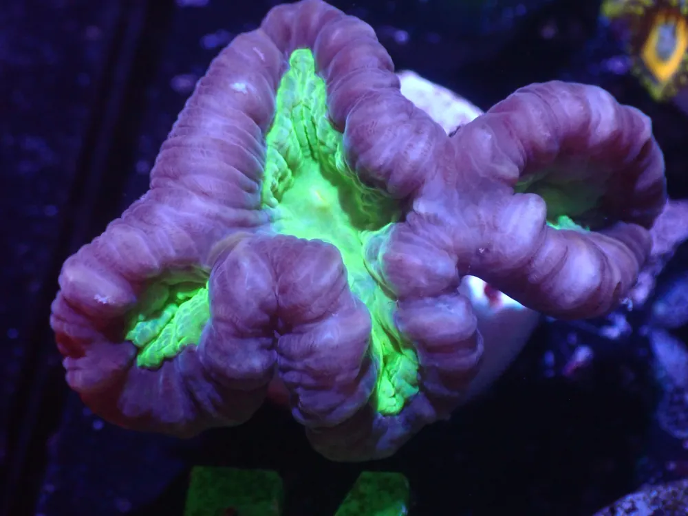 D2 5/20 Alien Eye Candy Cane - Coral's Coral Live
