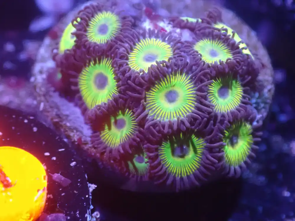 D3 5/20 Sunbeam Zoas - Coral's Coral Live