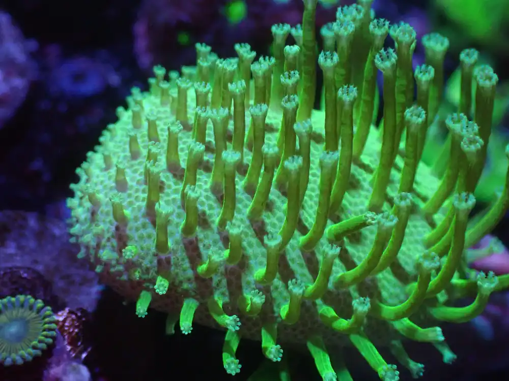 E1 5/20 Japanese Neon Green Toadstool - Coral's Coral Live