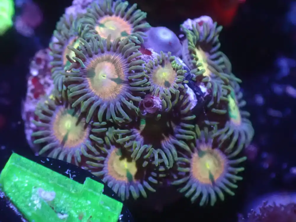 E2 5/20 RR Kraken Zoas - Coral's Coral Live