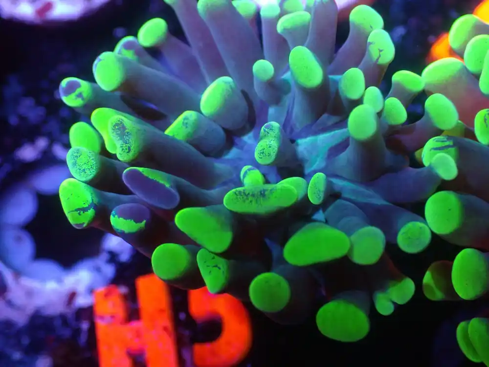 E4 5/20 Splatter Hammer - Coral's Coral Live