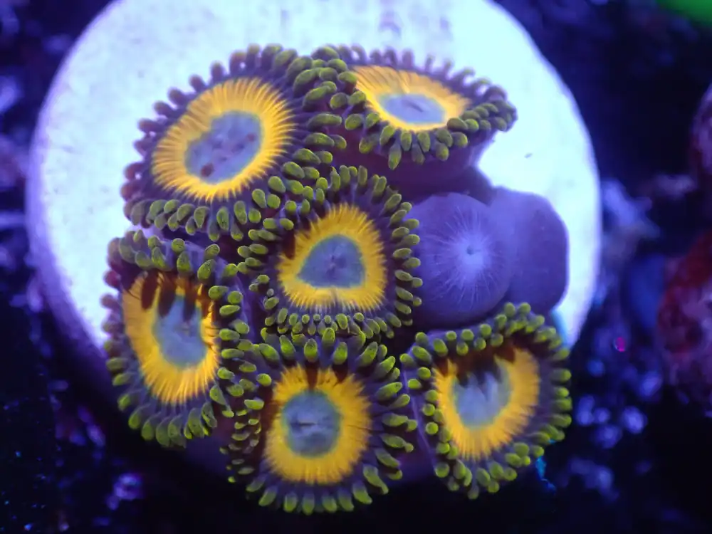 E5 5/20 Scrambled Egg Zoas - Coral's Coral Live