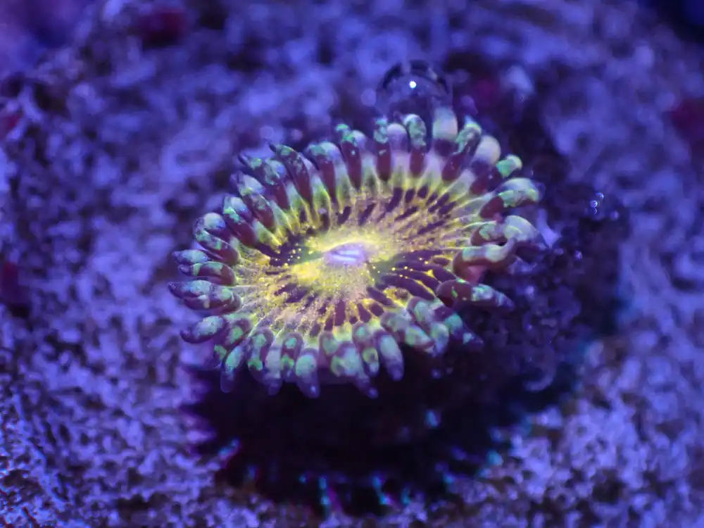 F1 5/20 Grim Reaper Zoa - Coral's Coral Live