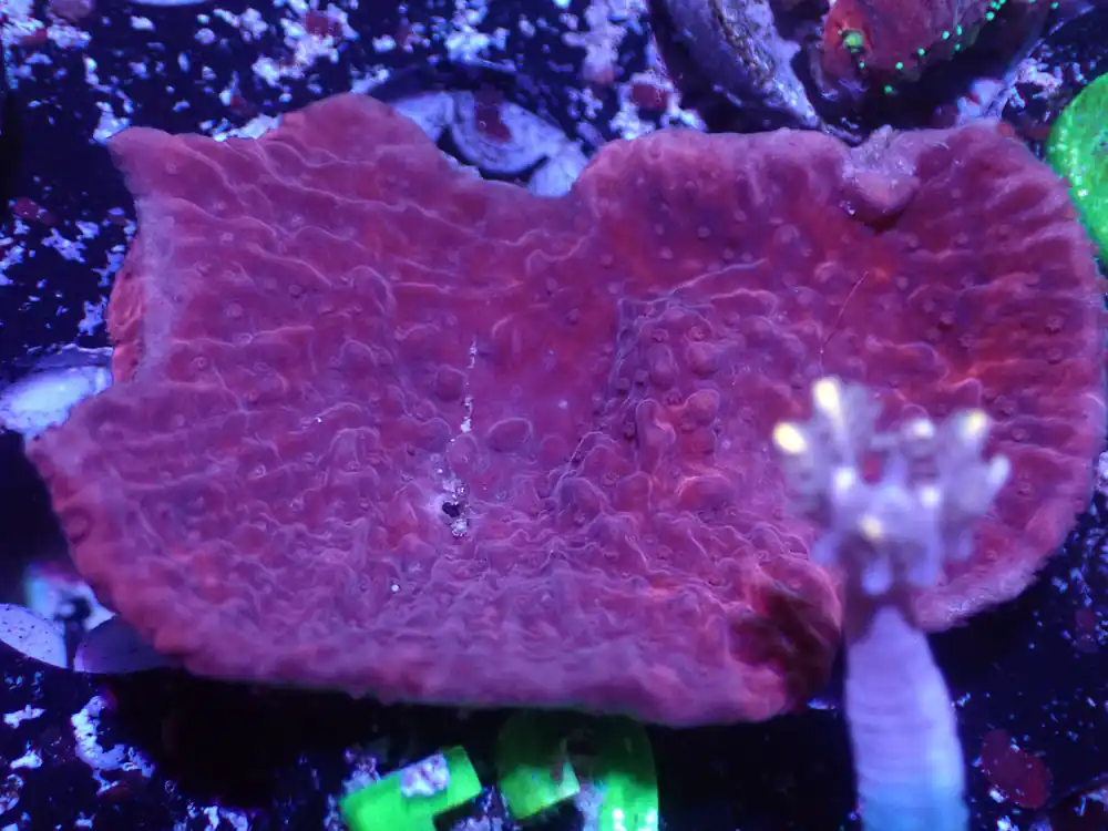 F2 5/20 Red Monti Cap - Coral's Coral Live