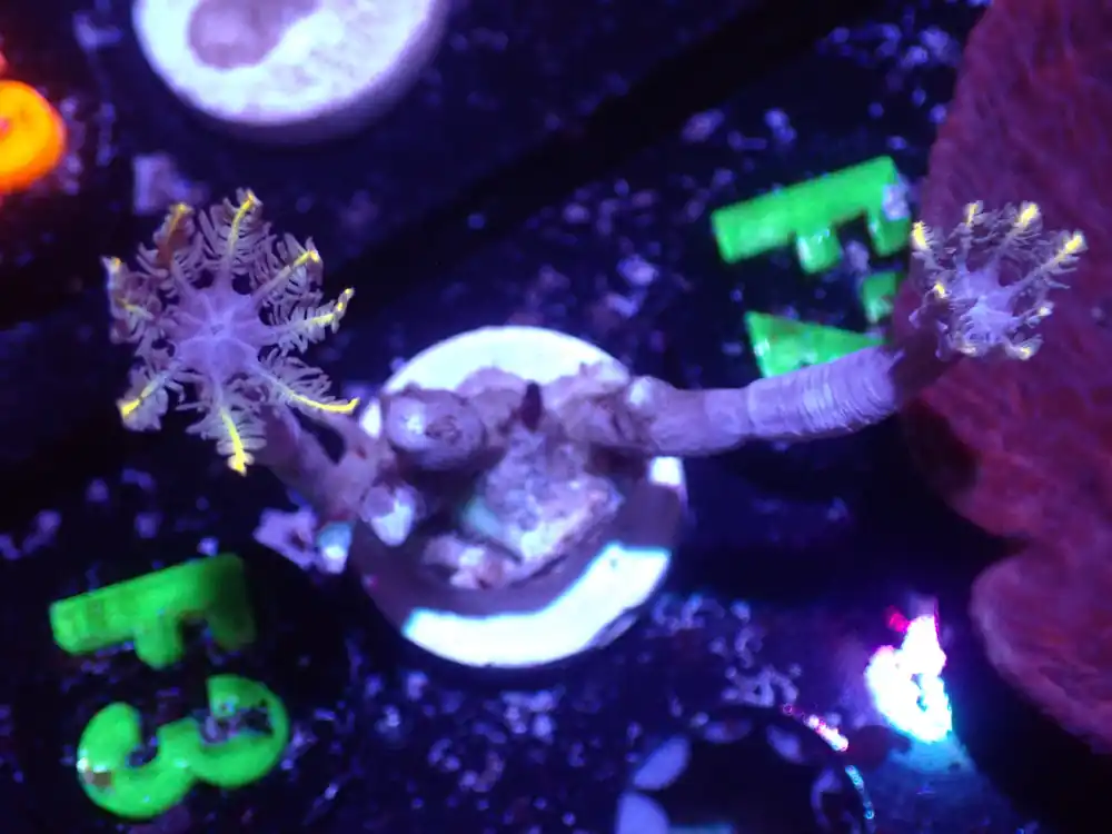 F3 5/20 Christmas Cloves. - Coral's Coral Live
