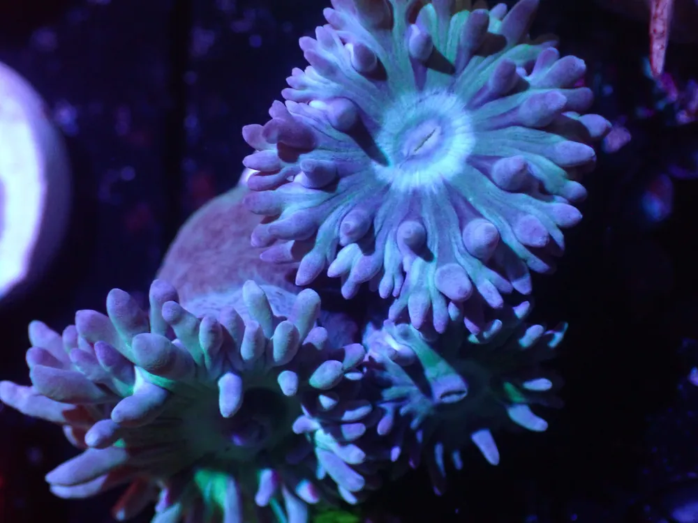 F6 5/20 Duncan 3H - Coral's Coral Live