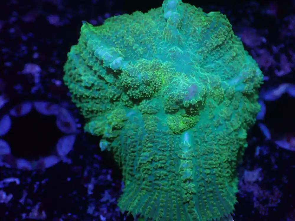 G1 5/20 Neon Green Rhodactis. - Coral's Coral Live