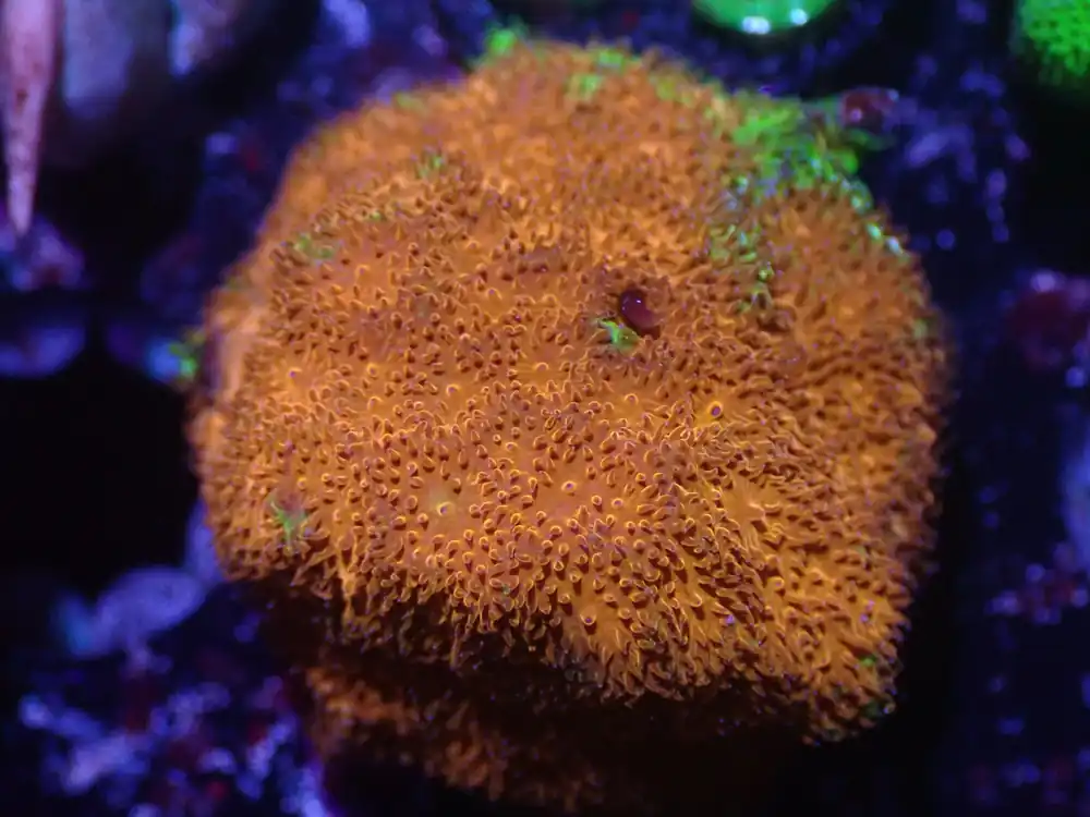 G6 5/20 Chicken Nugget Dreamland Pavona - Coral's Coral Live