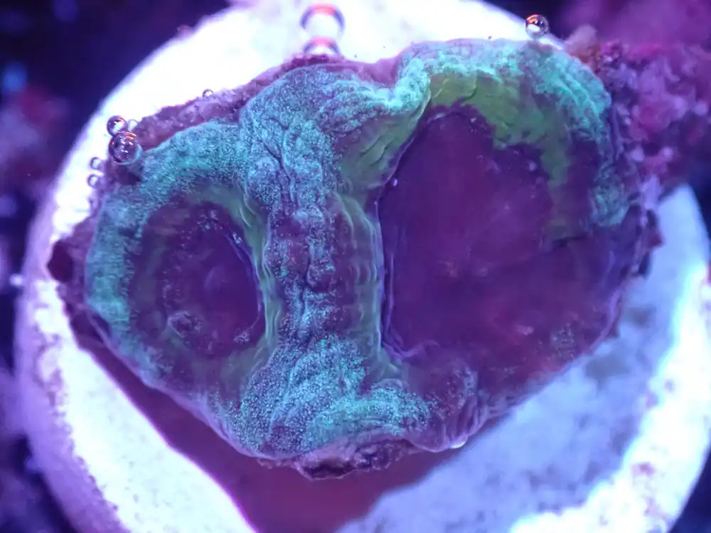 I3 5/20 PPE Favia - Coral's Coral Live