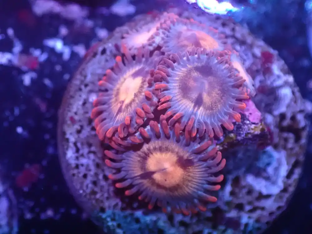 I4 5/20 Assassination Zoas - Coral's Coral Live
