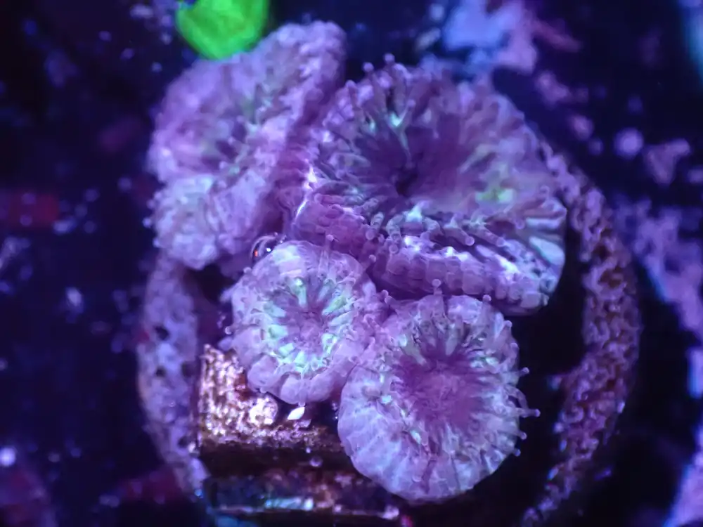 J5 5/20 Green Purple Acan - Coral's Coral Live