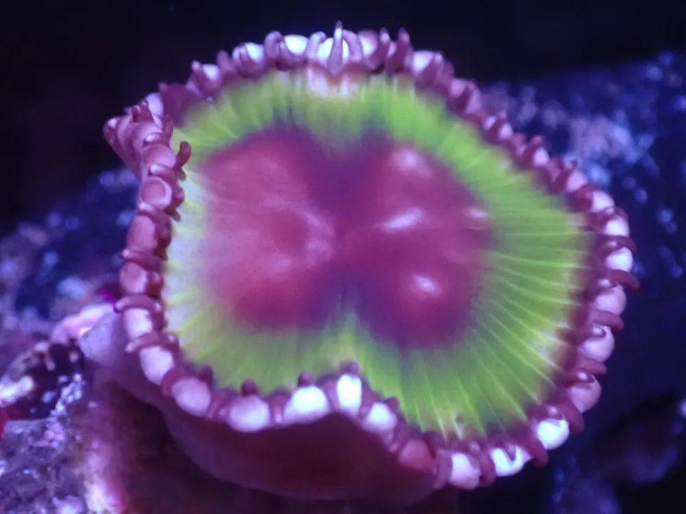 A1 5/23 Palythoa Grandis - Corals Coral Live