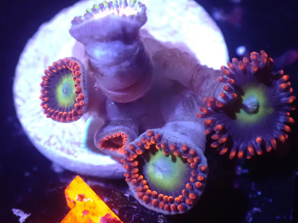 A3 5/23 Nirvana/ Blondie Combo - Corals Coral Live