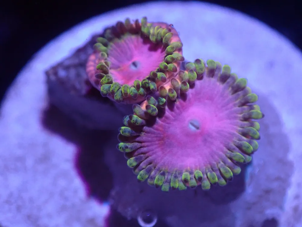 A4 5/23 Pink Diamond Zoas - Corals Coral Live