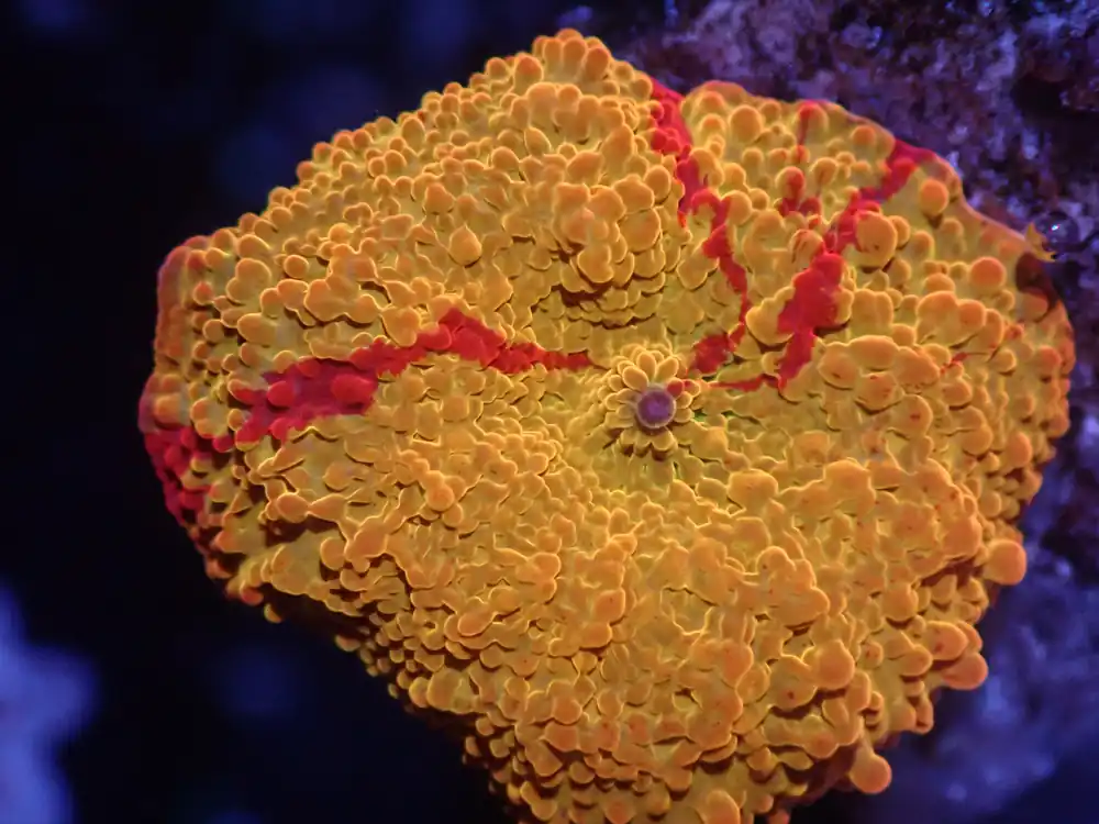 A6 5/23 Jawbreaker Mushroom - Corals Coral Live