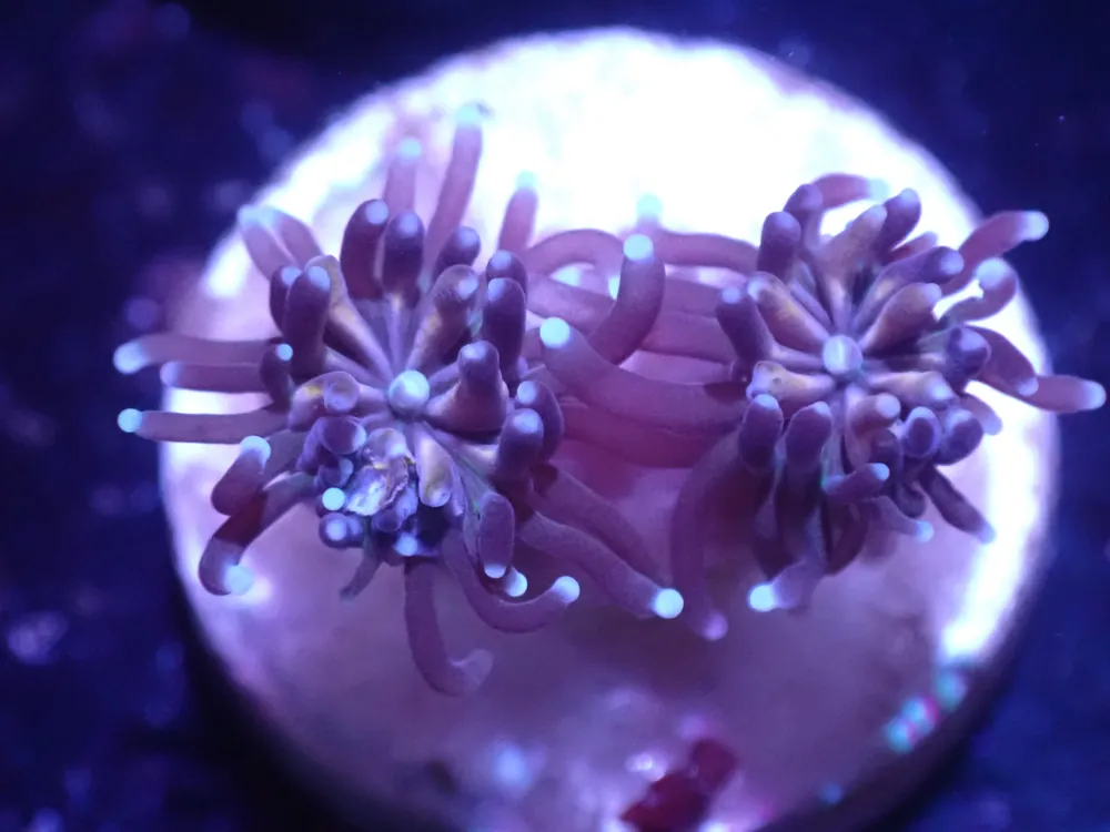 C3 5/23 Pegasus Galaxia - Corals Coral Live