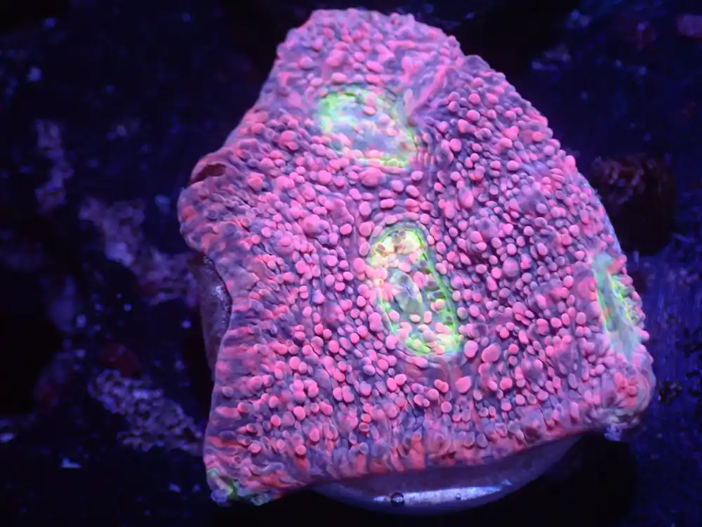 C5 5/23 Pink Boobies Chalice - Corals Coral Live