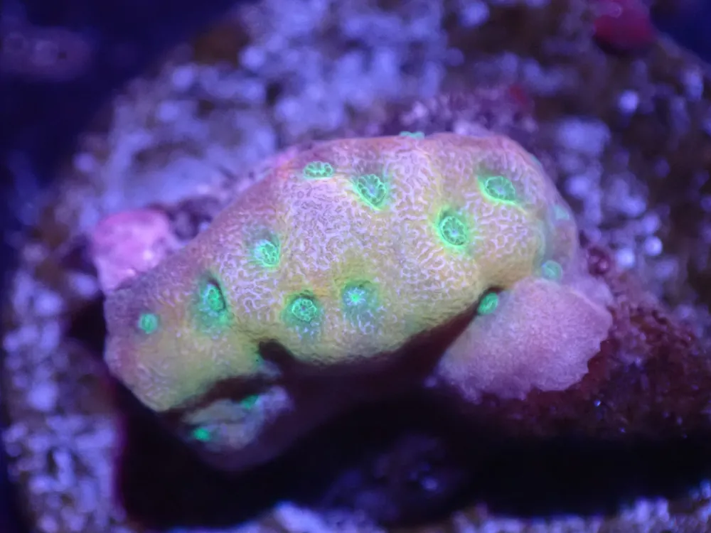 D4 5/23 Beach Bum Monti - Corals Coral Live