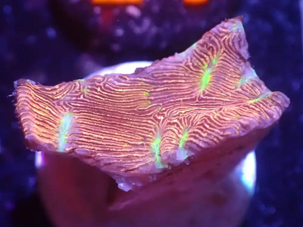E2 5/23 Jack O Lantern Lepto - Corals Coral Live