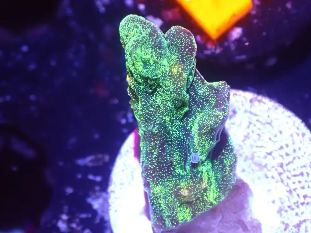 E3 5/23 Space Invader Pectinia - Corals Coral Live