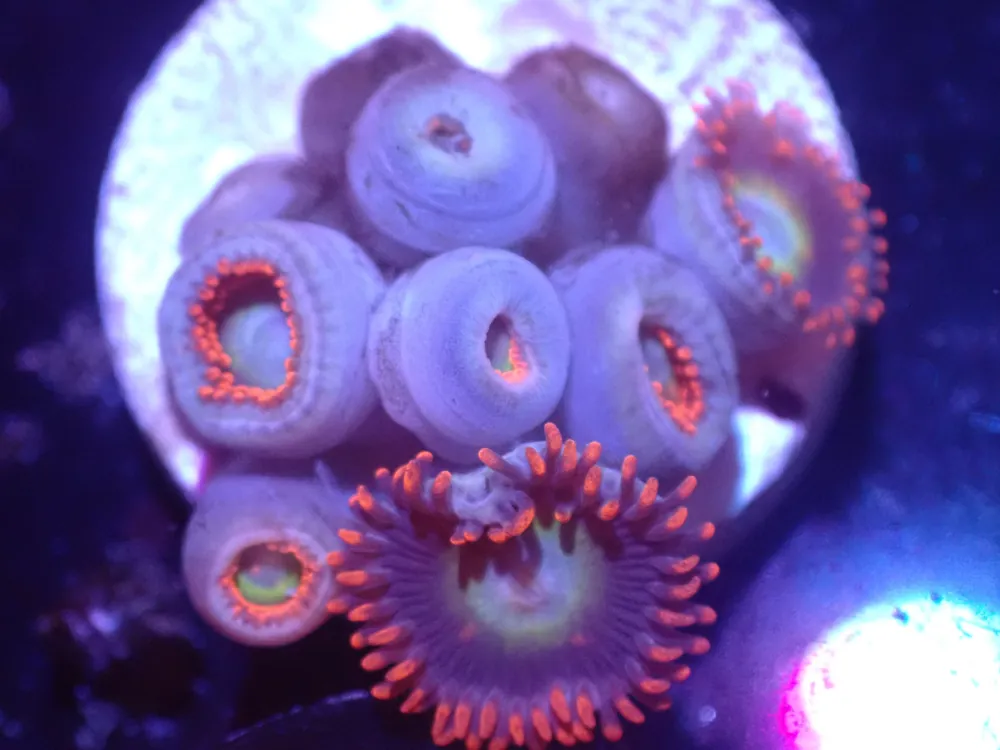 E4 5/23 Circus Zoas - Corals Coral Live