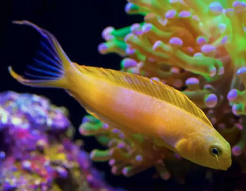 Yellow Canary Blenny - Coral's Coral