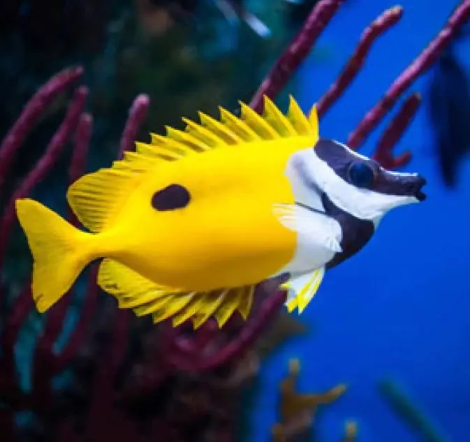 One Spot Foxface Rabbitfish - Coral's Coral