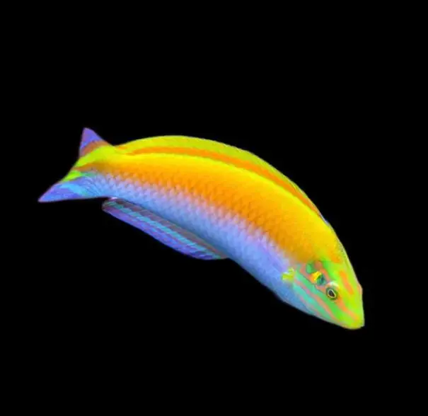 Canarytop Wrasse - Coral's Coral