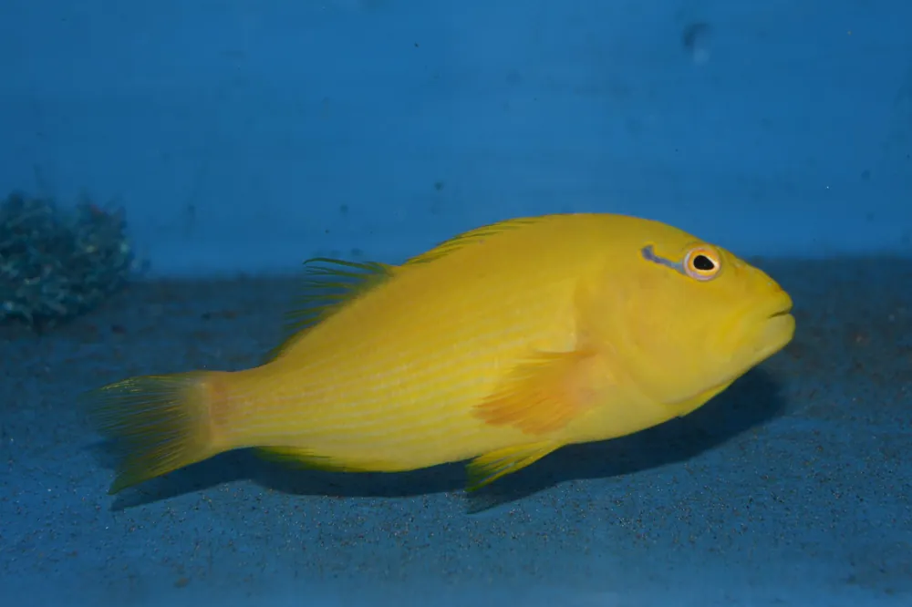Golden Hawkfish - qm