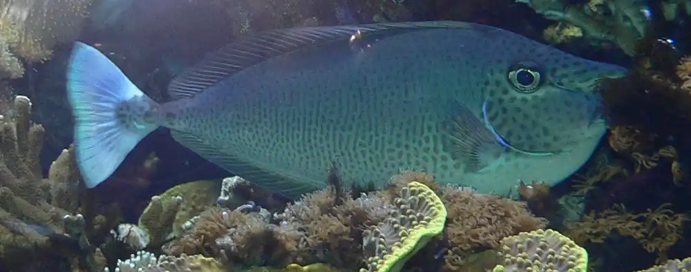 Blue Unicorn Tang :: South Asia - qm