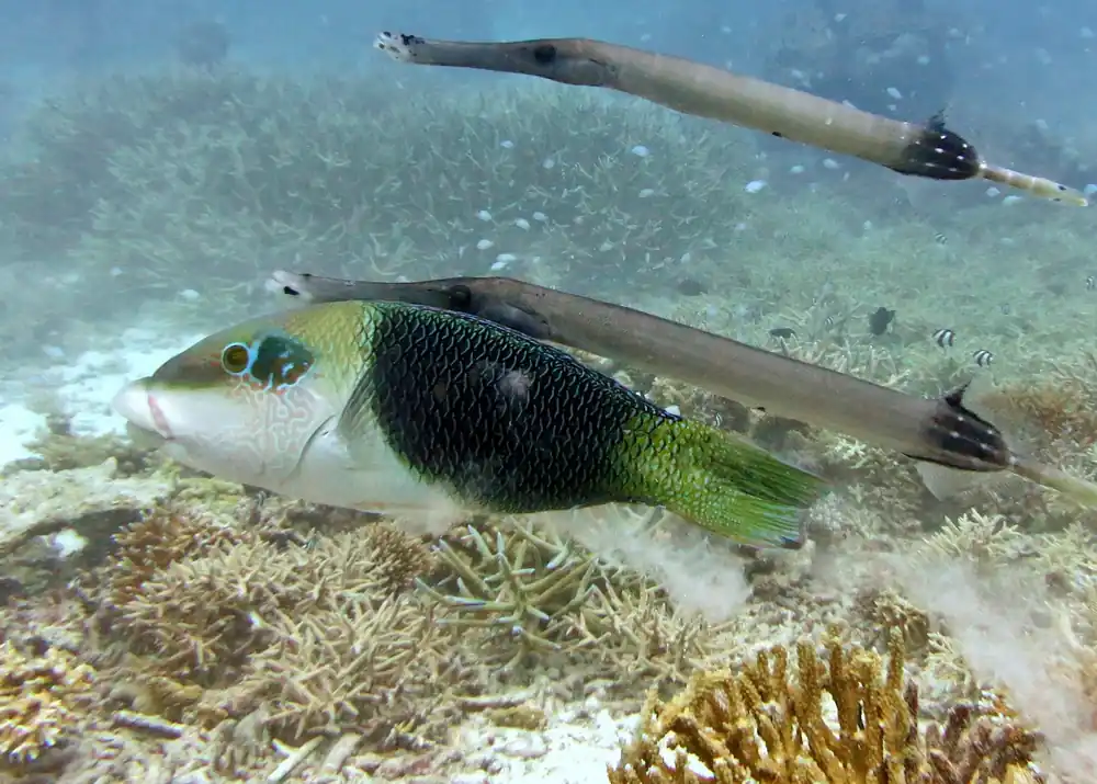 Banner Half & Half Thicklip Wrasse MAC Certified - qm
